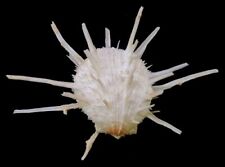 Spondylus wrightianus seashell for sale  Raleigh