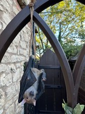Hanging vampire bat for sale Hanging vampire bat for sale  PONTEFRACT