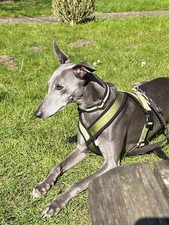 whippet fleece for sale whippet fleece for sale TEDDINGTON
