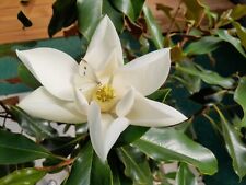 Magnolia grandiflora alta gebraucht kaufen  Dillingen a.d.Donau
