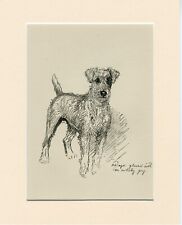 Irish terrier vintage for sale  COLEFORD