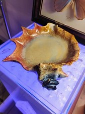 Prato de cerâmica concha oceano recife concha decoração para casa 9,5" comprar usado  Enviando para Brazil
