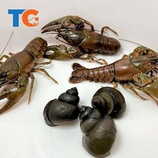 Crayfish trapdoor snails for sale  Martinsville