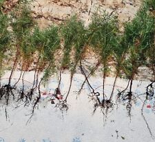 Eastern red cedar for sale  High Springs