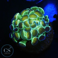 Hologram hammer wysiwyg for sale  Chicago Ridge