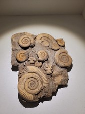 Fossilien groß gebraucht kaufen  Rödental