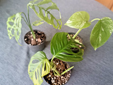 Monstera set adansonii gebraucht kaufen  Königslutter am Elm