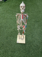 Anatomical human skeleton for sale  BRACKNELL