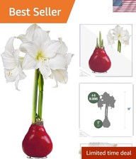 Striking waxed amaryllis for sale  Denver
