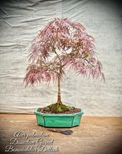 Acer palmatum garnet gebraucht kaufen  Lübben (Spreewald)