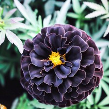Hybrid black marigold for sale  Spring City