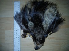 Genuine common raccoon for sale  SWANSEA