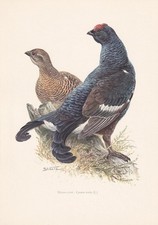 1960 black grouse for sale  BIDEFORD