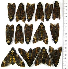 Sphingidae. acherontia atropos for sale Sphingidae. acherontia atropos for sale  Shipping to United Kingdom