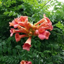 SEMENTE - Trompete videira crescimento rápido, beija-flor atraindo flor de laranja comprar usado  Enviando para Brazil