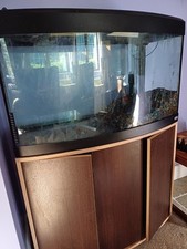 Fluval vicenza fish for sale  MARKET DRAYTON