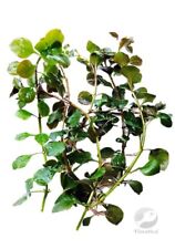 Ludwigia palustris green for sale  LEAMINGTON SPA