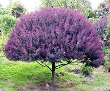 Cootamundra tree acacia for sale  Miami