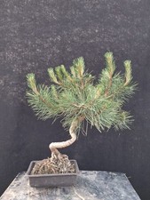 Bonsai pinus nigra usato  Montevarchi