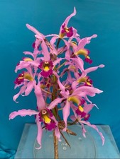 Laelia superbiens rosaminah for sale  San Francisco