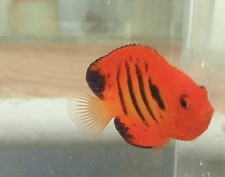 Pygmy angelfish flame for sale  Homestead