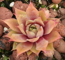Sempervivum terracotta drought for sale  HUNTINGDON