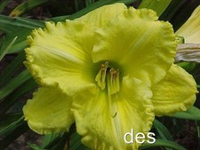 Daylily hello sunshine for sale  Mount Pleasant