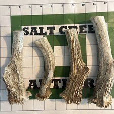 Whitetail deer antler for sale  Fredonia