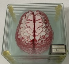 specimen brain coasters for sale specimen brain coasters for sale Homestead