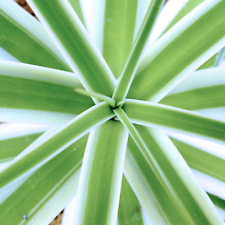 agave variegated usato agave variegated usato Napoli