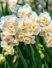 Narcissus sir winston for sale  Hayden