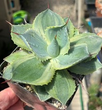 Agave potatorum trade for sale  Encinitas