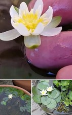 Weiße zwergseerose teichpflan gebraucht kaufen  Kaiserslautern