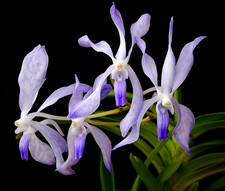 Rare vanda falcata for sale  LONDON