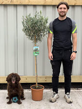lollipop tree for sale lollipop tree for sale LEICESTER