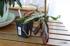 Nepenthes hamata 3380 for sale  SOUTHAMPTON