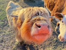 Authentic highland bull for sale  Sugar Run