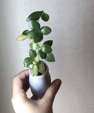Hoya brevialata hoya for sale  Roanoke