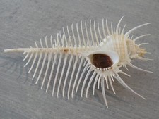 Shell new muricidae d'occasion  Expédié en Belgium