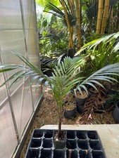 Ravenea hildebrandtii palm for sale  Port Saint Lucie