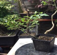 Beech bonsai tree for sale  BROMLEY