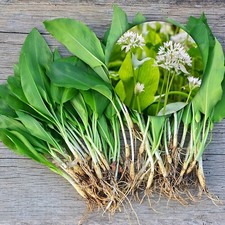 Używany, █ 500 x Allium Ursinum bulbs █ Plants Wild Garlic Buckrams Ramsons Bärlauch na sprzedaż  PL