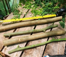 Moringa cuttings natural for sale  Hudson