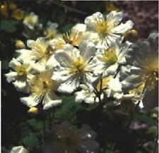 Flower clematis potaninii for sale  WREXHAM