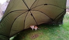 Daiwa mission brolly for sale Daiwa mission brolly for sale  HIGHBRIDGE
