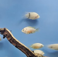 Calico convict cichlids for sale  Joliet