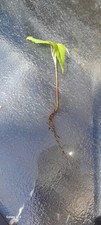 Oak saplings for sale  SOUTHAM