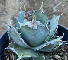 Agave titanota oteroi for sale  San Diego