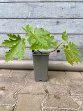 Ficus ice crystal gebraucht kaufen  Saarbrücken
