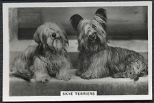 Skye terrier senior for sale  COLEFORD